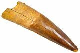 Fossil Spinosaurus Tooth - Real Dinosaur Tooth #380997-1